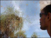 Nuvem de gafanhotos invade a Mauritânia