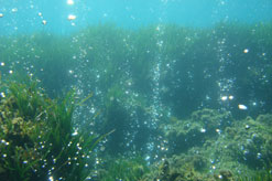 Mediterranean volcanic carbon dioxide vents at work ...