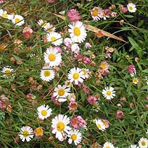 Erigeron karvinskianus