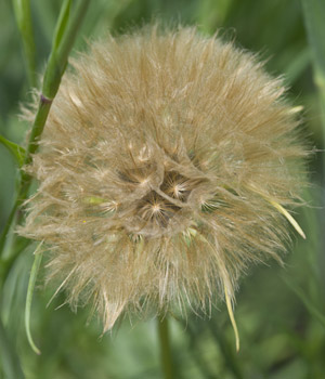 salsify seed