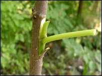 دنيالګيوپيوند