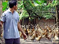 Tỉnh Quảng Nam đang có các vụ vịt chết hàng loạt