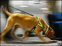 Cão farejador em aeroporto (Foto arquivo)