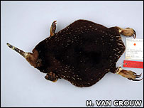 A espécie que está em um museu da Holanda