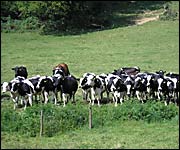 Herd of cattle