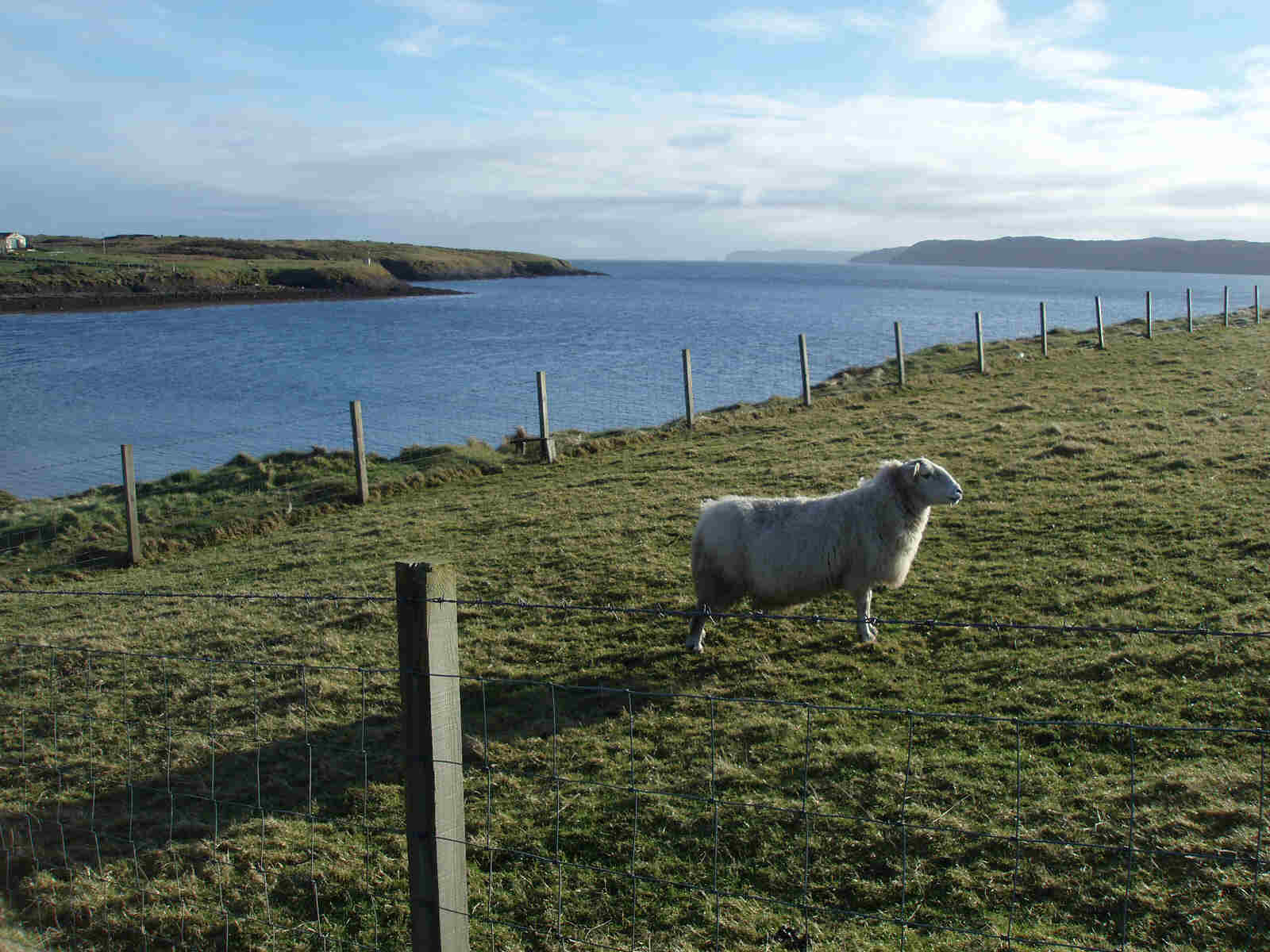 Sheep at Sandwick