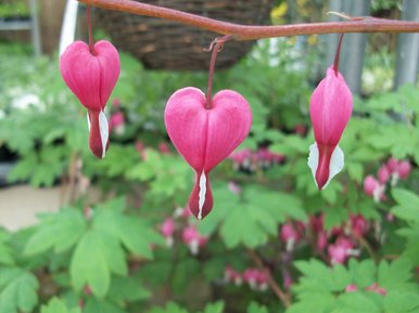 Bleeding Heart