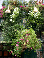 Hanging baskets