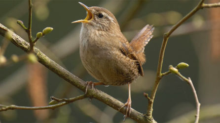 wren_rspb.jpg