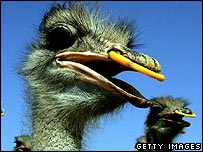 An ostrich