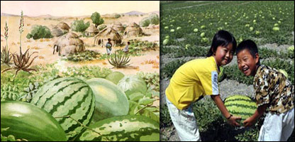 پاليزتربوز