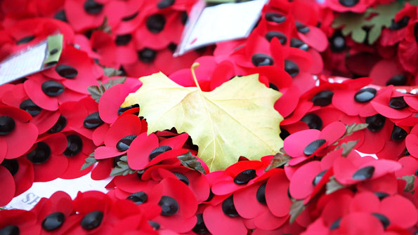 83644953-poppies_getty.jpg