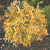Thuja occidentalis 'Rheingold'