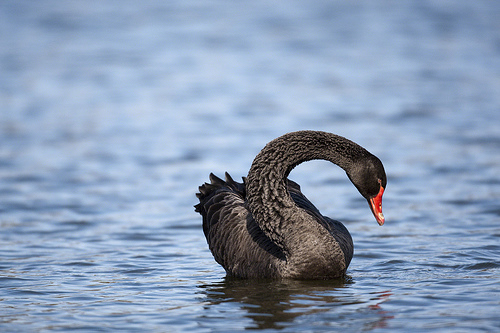 Black swan arching neck by Steve Newton