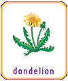 dandeloin