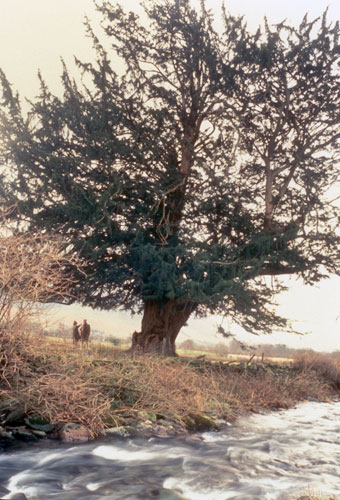 The Lorton Yew
