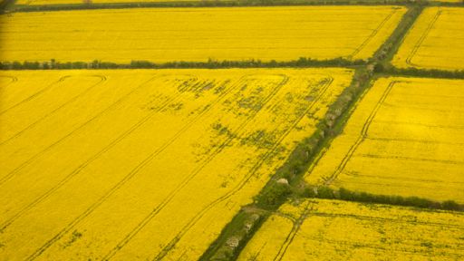 Rape fields
