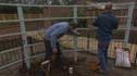 Joe and Toby planting fruit trees at Greenacre