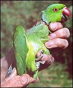 Ringed parakeet