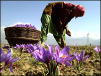 د زعفران ګټې