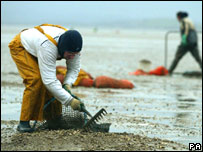 جمع آوری صدف خوراکی