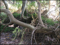 An uprooted tree at Minsmere
