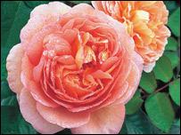 Abraham Darby Rose bred by David Austin