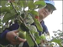 SAWS permit holder picking fruit