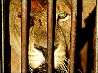 Leão mestiço de zoológico indiano