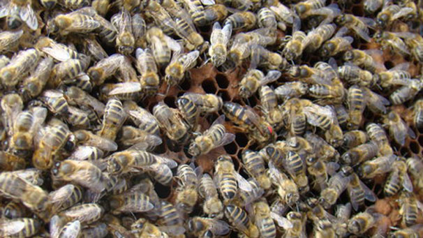 Can you spot the queen? A view of the inside of a hive, taken by Evelyn Meikle from Sorn in Ayrshire.