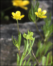 Mezi ohrožené druhy se dostaly zdánlivě obyčejné rostliny