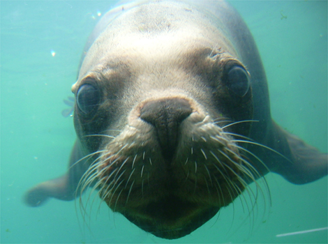 A Visit To The Seal Sanctuary 
