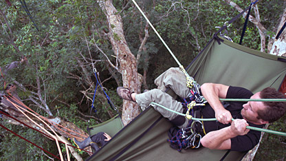 Bruce perches high in the canopy