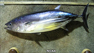 Skipjack tuna