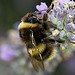 Bombus Terrestris