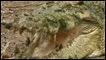 Crocodilo "jaws"