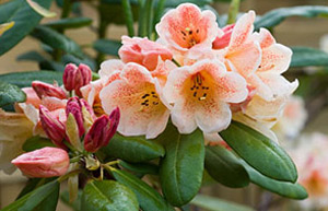 Rhododendron shrub
