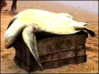 کچھووں کا گوشت بھی کھایا جاتا ہے