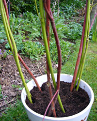 rods placed into a plant pot filled with potting compost 