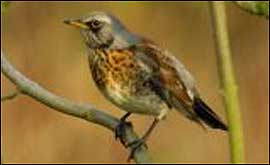 Fieldfare
