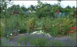 View of Ryton Organic Garden 
