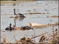 Xác người và thú 