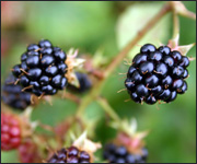 Brambles