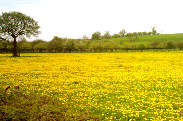 the Minsterworth dandelions