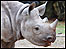 Zuri the baby rhino