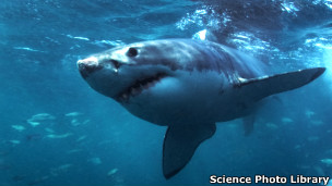 بسیاری از حملات در استرالیا توسط کوسه‌های سفید انجام می‌شود