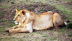 female lion