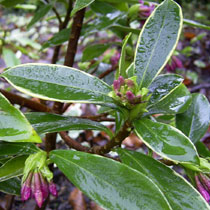 Daphne odora 'Aureomarginata'