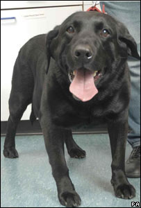 लेब्रडो नस्ल का कुत्ता 'ऑस्कर'