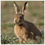 Brown Hare RSPB